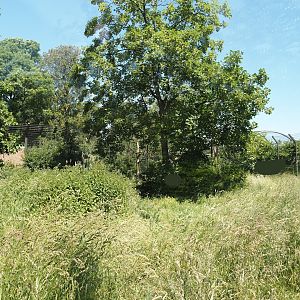 African lion exhibit, 2024-06-08
