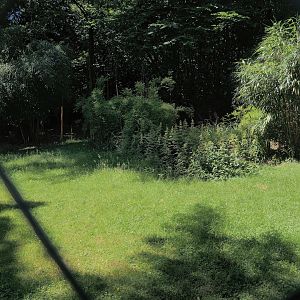 Kirk's dik-dik exhibit, 2024-06-08