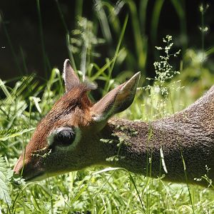 Kirk's dik-dik (Madoqua kirkii), 2024-06-08