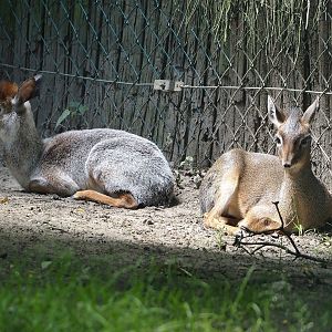 Weirdly colored and normally colored Kirk's dik-diks (Madoqua kirkii), 2024-06-08