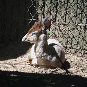 Weirdly colored Kirk's dik-dik (Madoqua kirkii), 2024-06-08