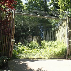 First Eurasian lynx exhibit, 2024-06-08