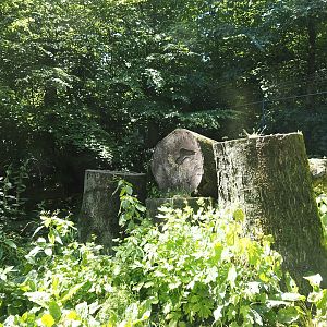 First Eurasian lynx exhibit, 2024-06-08