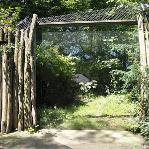 Second Eurasian lynx exhibit, 2024-06-08