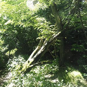 Second Eurasian lynx exhibit, 2024-06-08