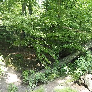 Second Eurasian lynx exhibit, 2024-06-08