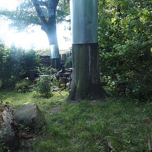 First European wildcat exhibit, 2024-06-08