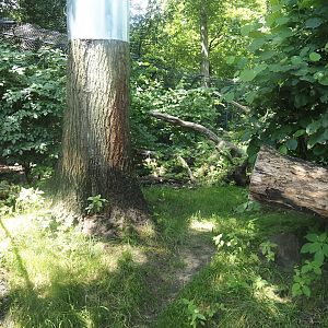 First European wildcat exhibit, 2024-06-08