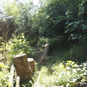 Second European wildcat exhibit, 2024-06-08