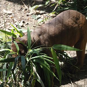 Fossa (Cryptoprocta ferox), 2024-06-08