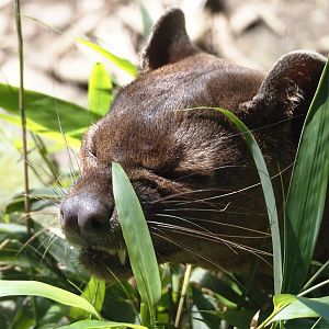 Fossa (Cryptoprocta ferox), 2024-06-08