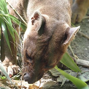 Fossa (Cryptoprocta ferox), 2024-06-08