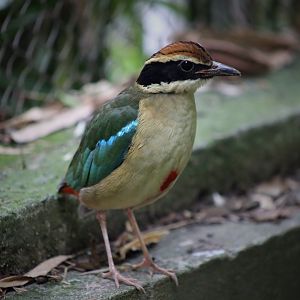 Fairy Pitta (Pitta nympha)