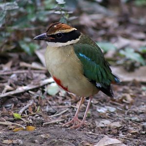 Fairy Pitta (Pitta nympha)