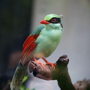 Indochinese Green Magpie (Cissa hypoleuca)