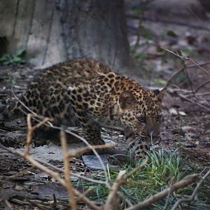 Leopard Cub