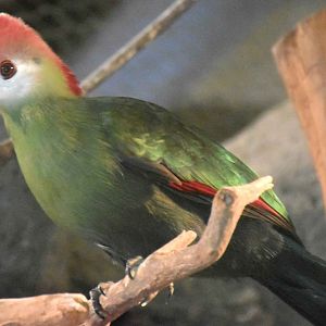 Red-crested Turaco (Tauraco erythrolophus)
