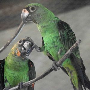 Jardine's Parrot (Poicephalus gulielmi)