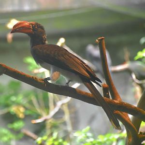 Crowned Hornbill (Lophoceros alboterminatus)