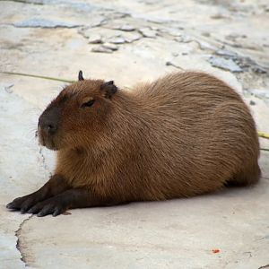 Capybara