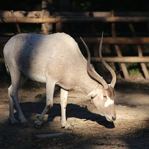 Addax