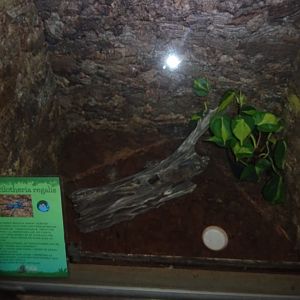 Helsingborg Djurpark - Reptile house - Tarantula exhibit