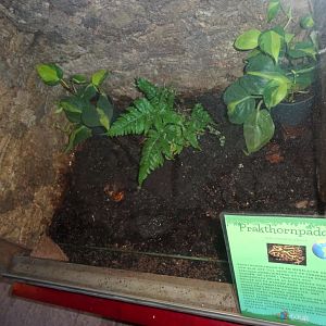 Helsingborg Djurpark - Reptile house - Horned frog exhibit