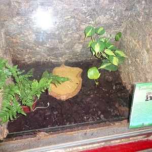 Helsingborg Djurpark - Reptile house - Tree frog exhibit