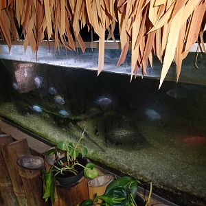 Helsingborg Djurpark - Greenhouse - Cichlid tank