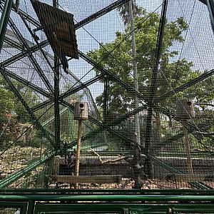 Palm Cockatoo Aviary