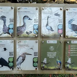 Free-flight Bird Signs