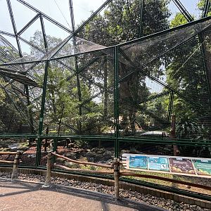 Hooded Butcherbird Aviary