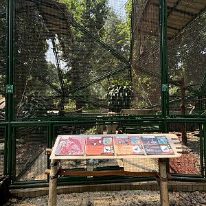 Southern White-necked Myna/Nicobar Pigeon/Red-collared Dove Aviary