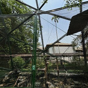 Knobbed Hornbill Aviary