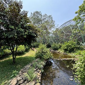 Northern Cassowary Exhibit