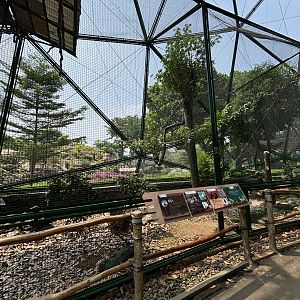 Large-billed Crow/Java Peafowl Aviary