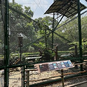Oriental Pied Hornbill/Black-winged Myna/Sunda Collared Dove Aviary