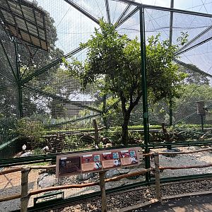 Milky Stork/Glossy Ibis/Purple Heron Aviary