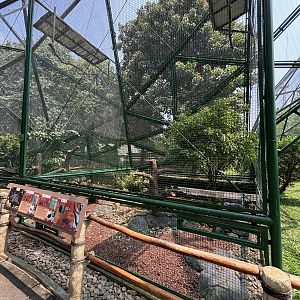 Sumatran Treepie/Common Moorhen Aviary
