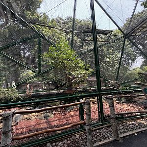 Great Argus/White-rumped Shama Aviary