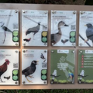 Free-flight Bird Signs