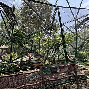 Wreathed Hornbill Aviary