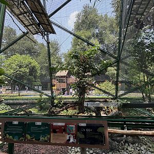 Wrinkled Hornbill Aviary