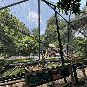Rhinoceros Hornbill Aviary