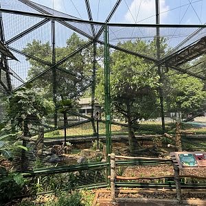 Black Hornbill/Bornean Crested Fireback Aviary