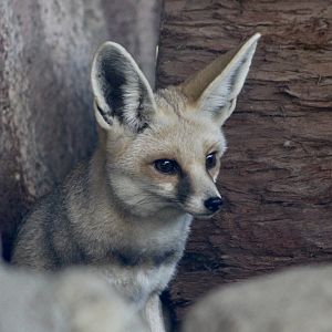Rüppell's Desert Fox (Vulpes rueppellii)