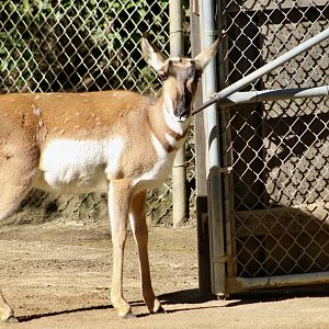 Peninsular Pronghorn (Antilocapra americana peninsularis) female