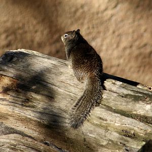 California Ground Squirrel (Otospermophilus beecheyi) - wild