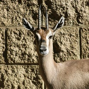Speke's Gazelle (Gazella spekei)