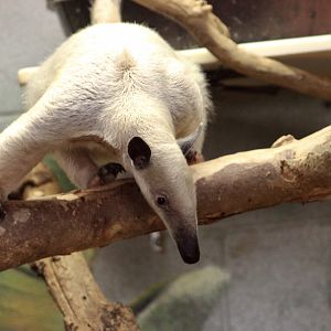 Southern Tamandua (Tamandua tetradactyla)